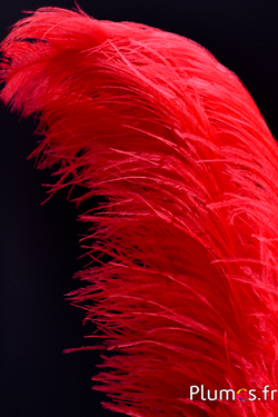 Autruche premium - 50-60 cm - rouge
